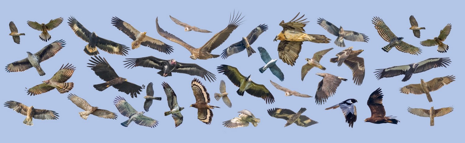 Explore Raptors of Nepal