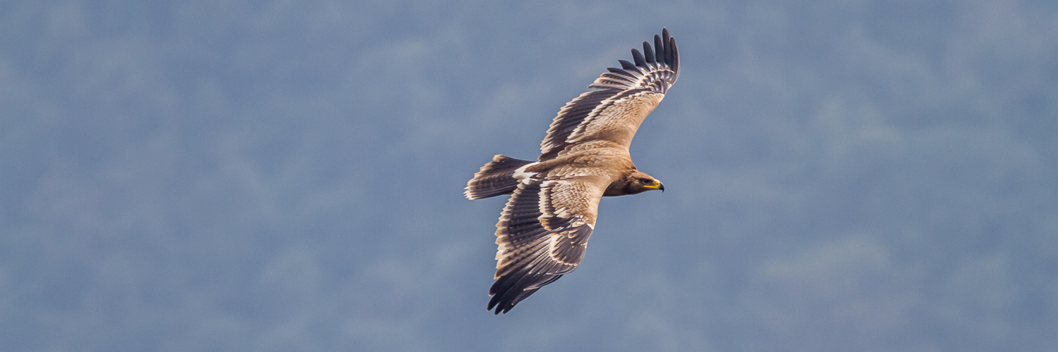The Himalayan Raptor Migration Project